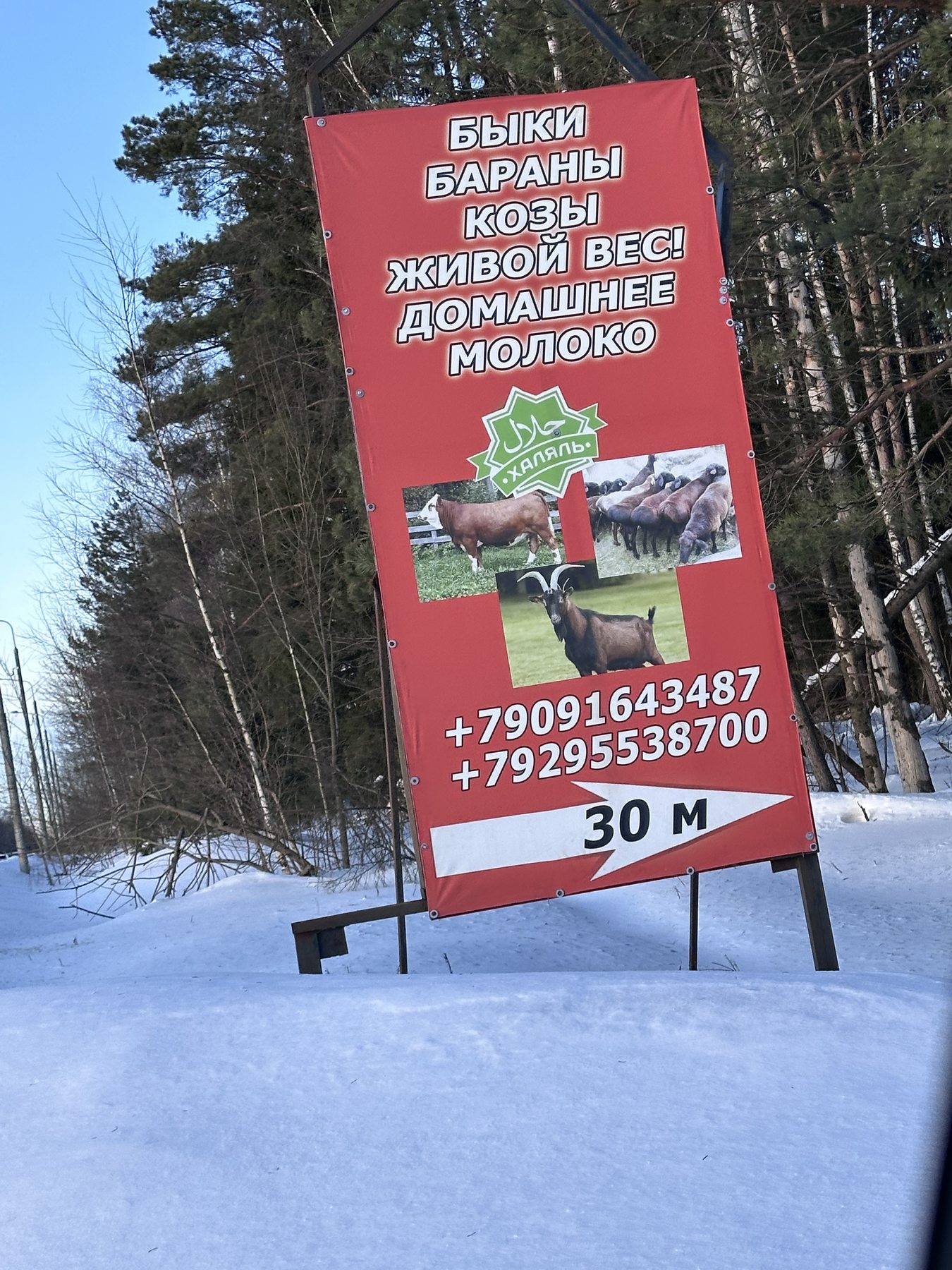 Дорожный баннер — Быки Бараны Козы Живой вес, деревня Акулово