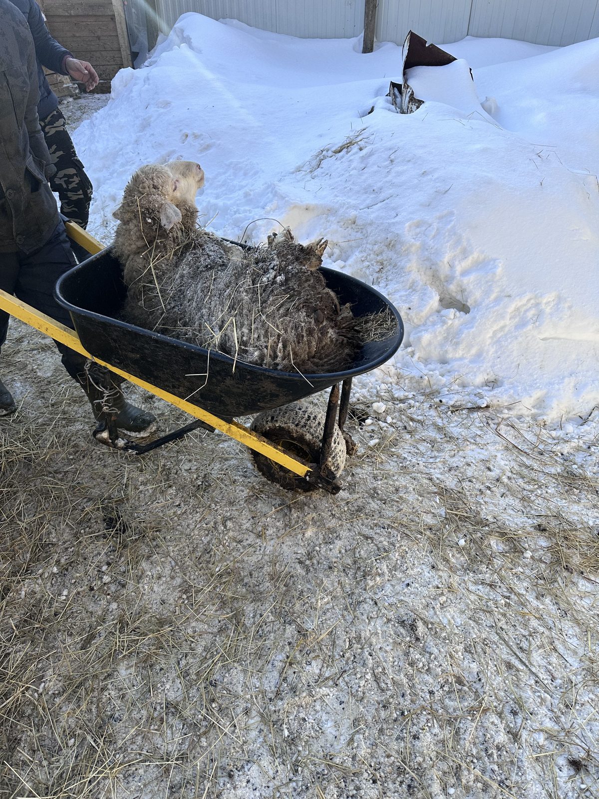 Живой баран на ферме — деревня Акулово, продажа живым весом