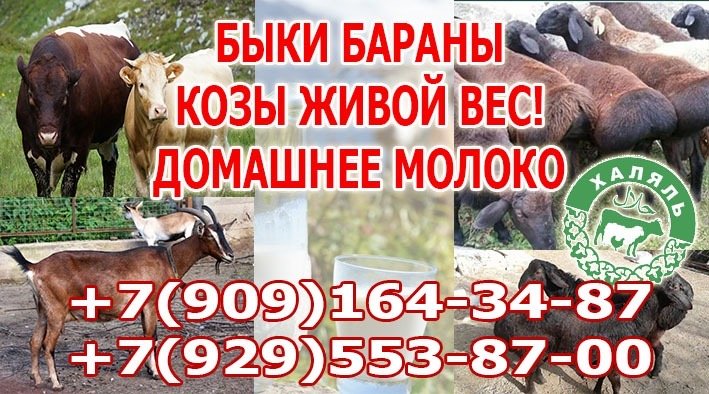Быки, бараны, козы живой вес, домашнее молоко — Халяль, деревня Акулово