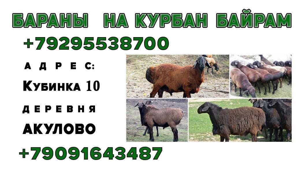 Бараны на Курбан-байрам — деревня Акулово, Кубинка